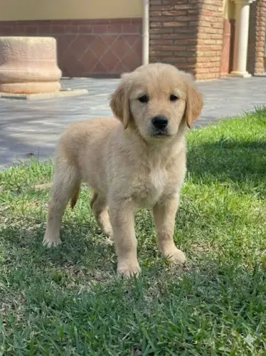 DOAÇÃO GOLDEN