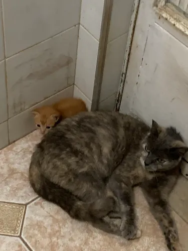 Gatinho para adoção