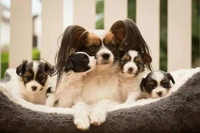 Papillon