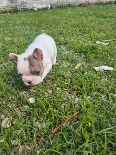 Bulldog francês fêmeas e macho reserva