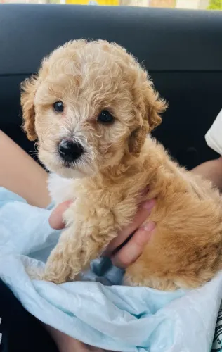 Poodle - Pequenos filhotes que encantam desde o primeiro olhar