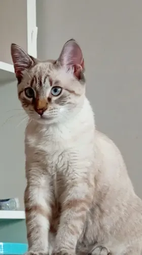 Doando gata