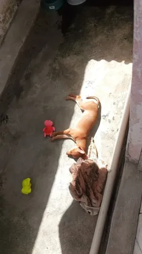 Pinscher fêmea número 1 com cinco meses 