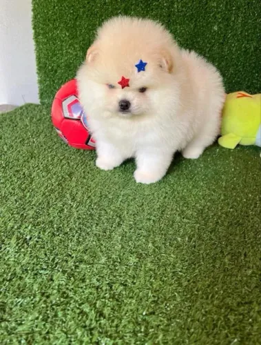 Lulu da pomerania
