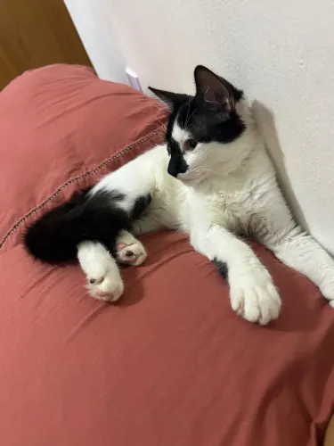 Doação gatinhas irmãs