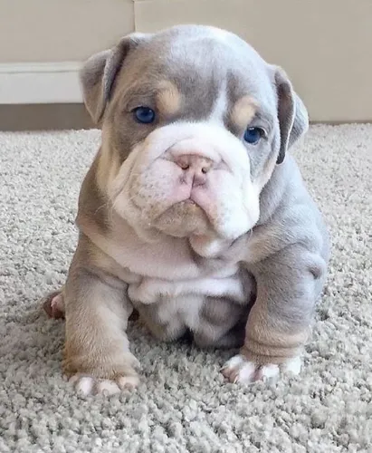 American Bully - Um Olhar Desse Não Se Esquece Nunca 