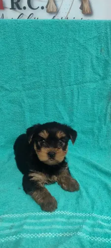 anunciar um pet