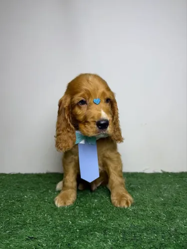 cocker spaniel inglês