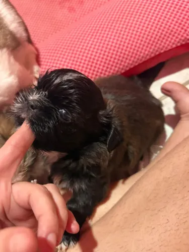 Shih tzu filhotes