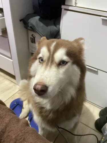 Procuro husky macho para cruzar urgente 
