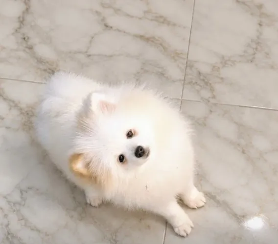 Macho de Lulu da Pomerânia Anão 