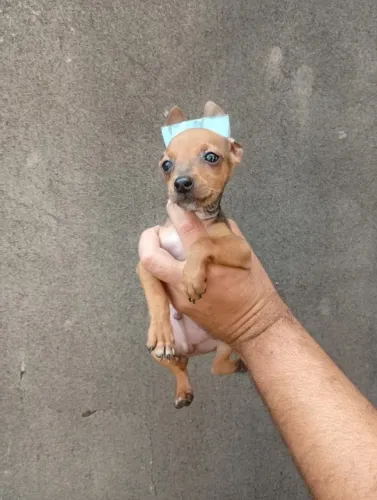 Pinscher pequeno e encantador - fale comigo no WhatsApp
