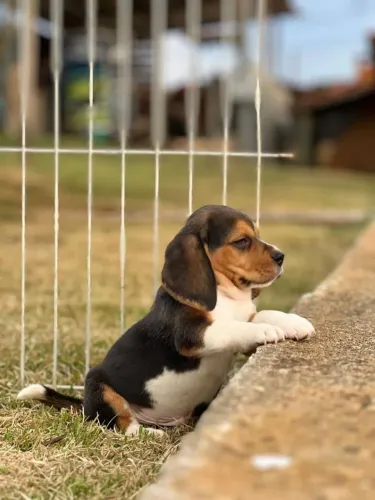 BEAGLES PERFEITOS