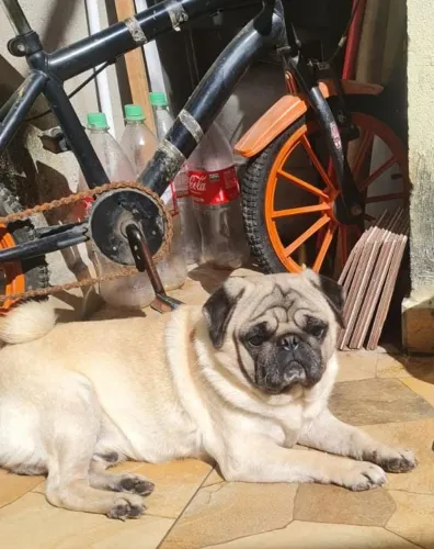 Vende-se Pug macho