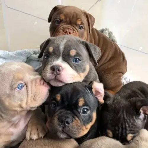 American Bully Machos e Femeas 