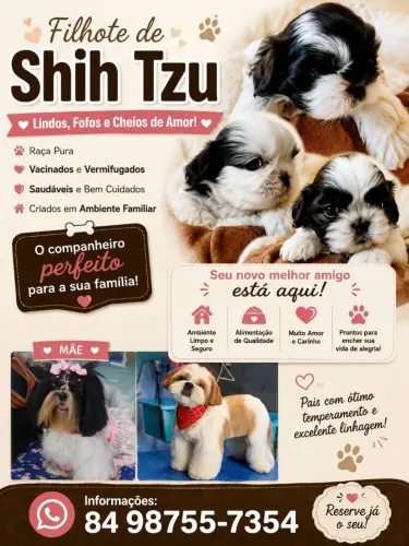 Filhote de Shih Tuz
