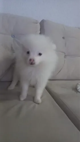 Spitz alemão fêmea 3m