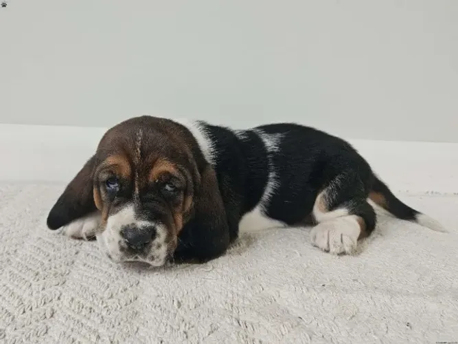 Venha hoje mesmo conhecer seu novo melhor amigo ?