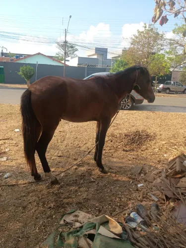 Cavalo mangalarga marchador 