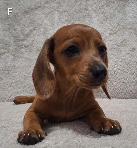 Dascshund femea a pronta entrega