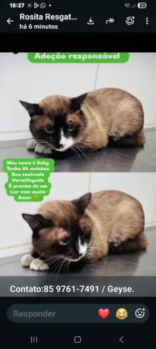 Gatinho muito dócil para adoção 