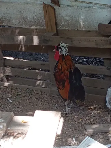 Vendo galo da raça polonesa 