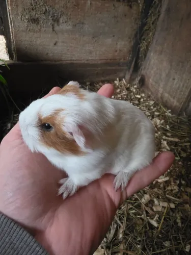 Porquinha da Índia sheltie fêmea 