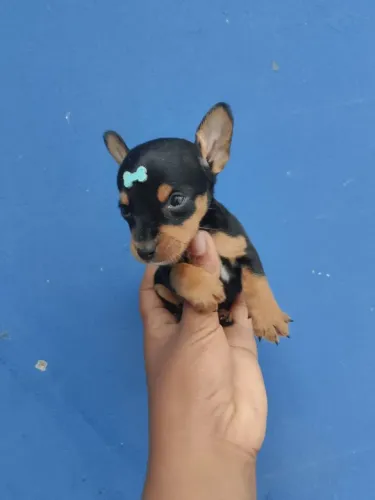Pinscher 0