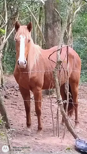 Égua MG potra 3,5 anos
