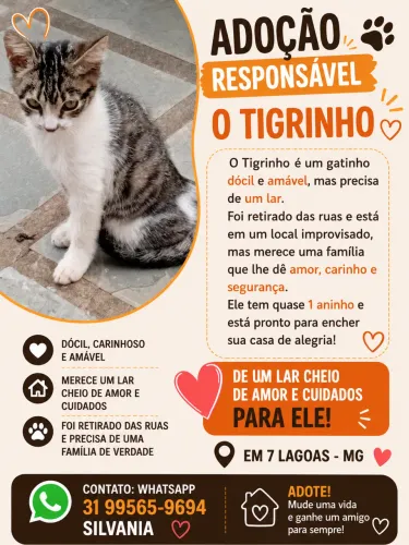 Gatinho adoção responsável em 7 LAGOAS 