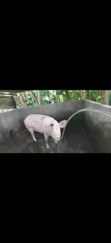 Vendo porca para descarte