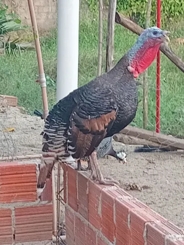 Peru macho Disponivel