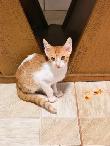 Doação de gatos