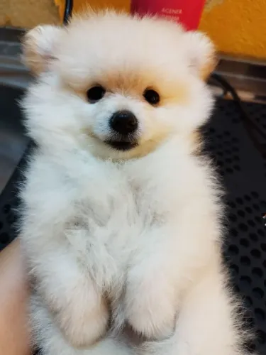 Spitz alemão ursinho.