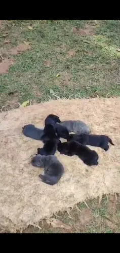 Filhote de Cane Corso 