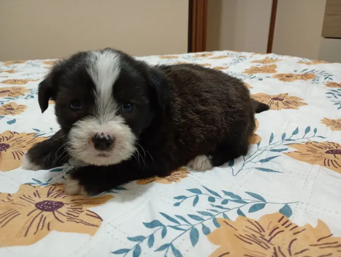 LINDOS FILHOTES DE LHASA APSO MACHINHOS A PRONTA ENTREGA 