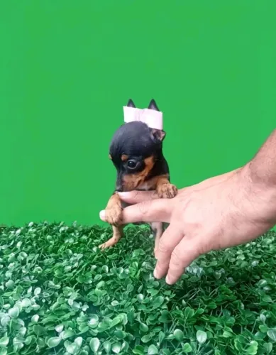 Pinscher 
