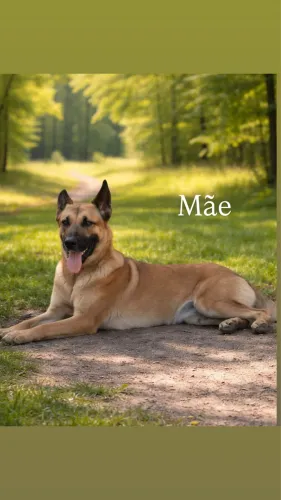 Cães
