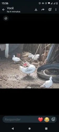 7 patos marrecos pra vender tudo por apenas 100$
