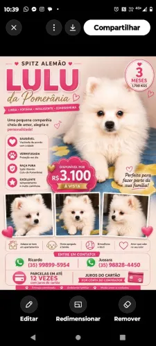 Linda bebê de Lulu da Pomerânia anão!