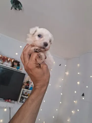 Poodle mini toy 300