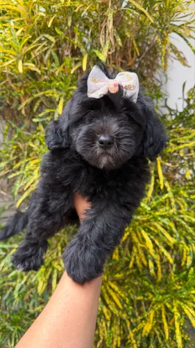 Poodles ffêmeaa 