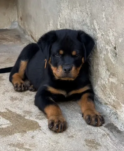 Rottweiler 