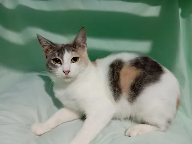 Adoção Gato amoroso e saudável Recife, Olinda 