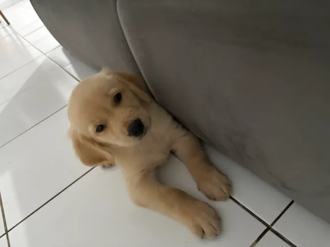 Filhote de golden retrivier