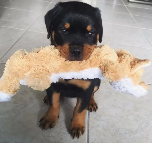 Rottweiler Quando a escolha certa tem quatro patas