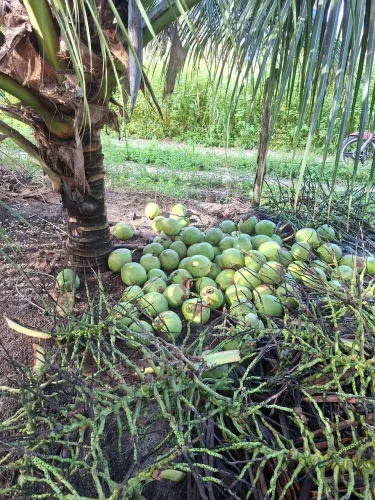Terreno
