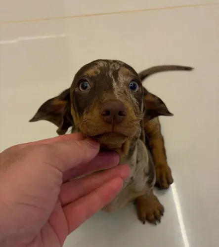 Filhote de dachshund 