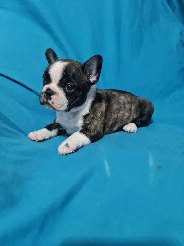 Buldogue Francês 