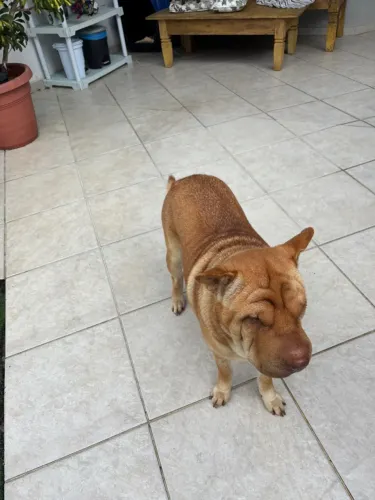 Cachorra Sharpei 